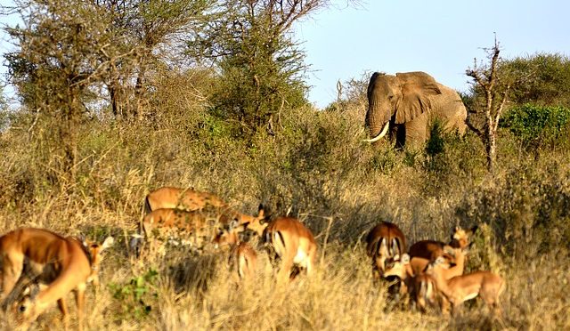 Elephant Safari