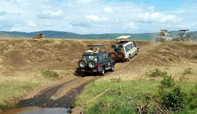 Affordable safaris