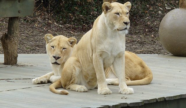 Safari, a great experience for us but does it impact the animals?